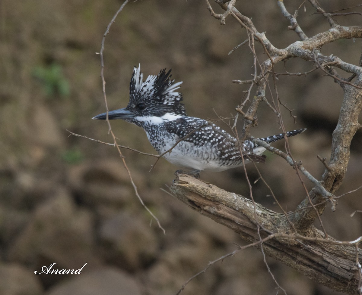 Crested Kingfisher - ML613038500