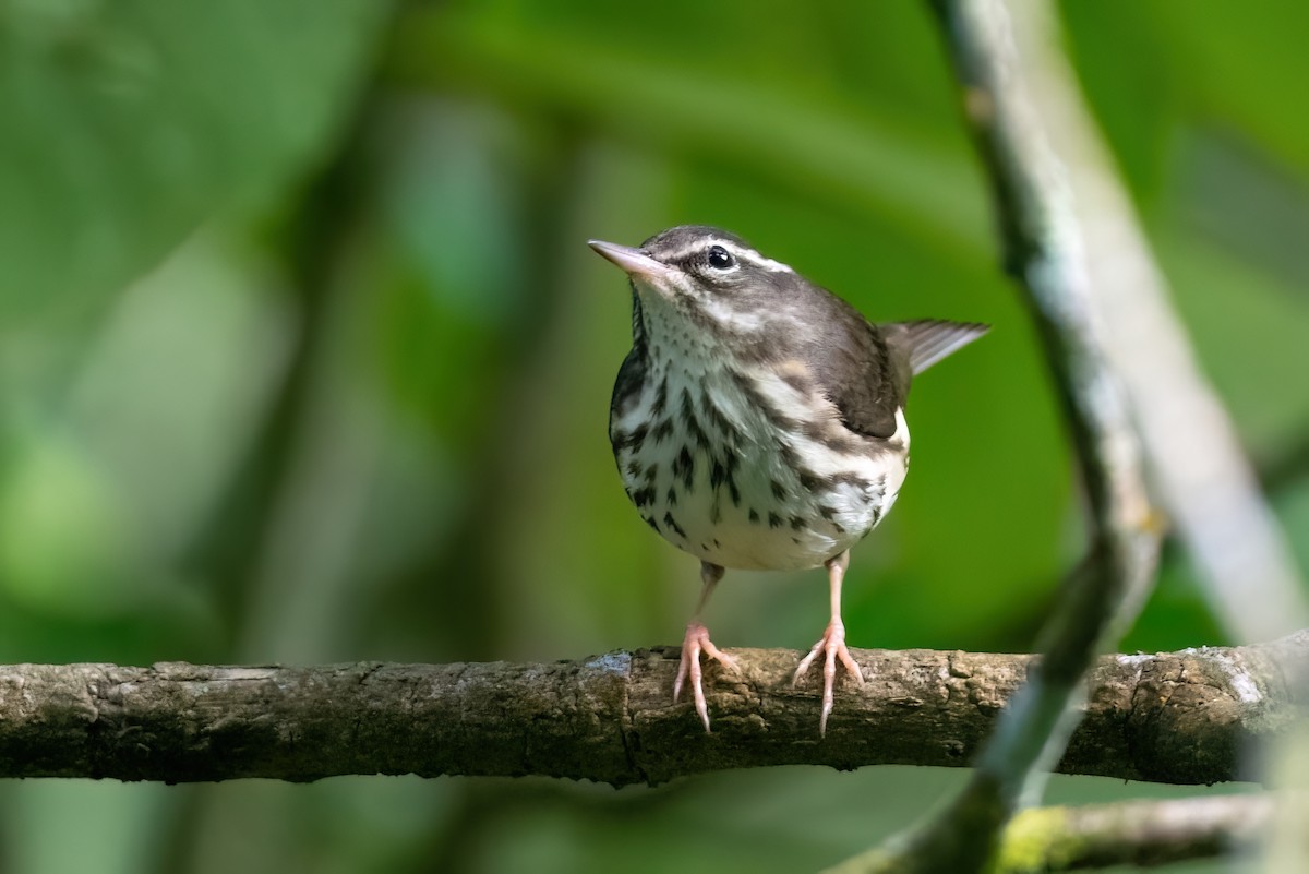 Louisiana Waterthrush - ML613038514