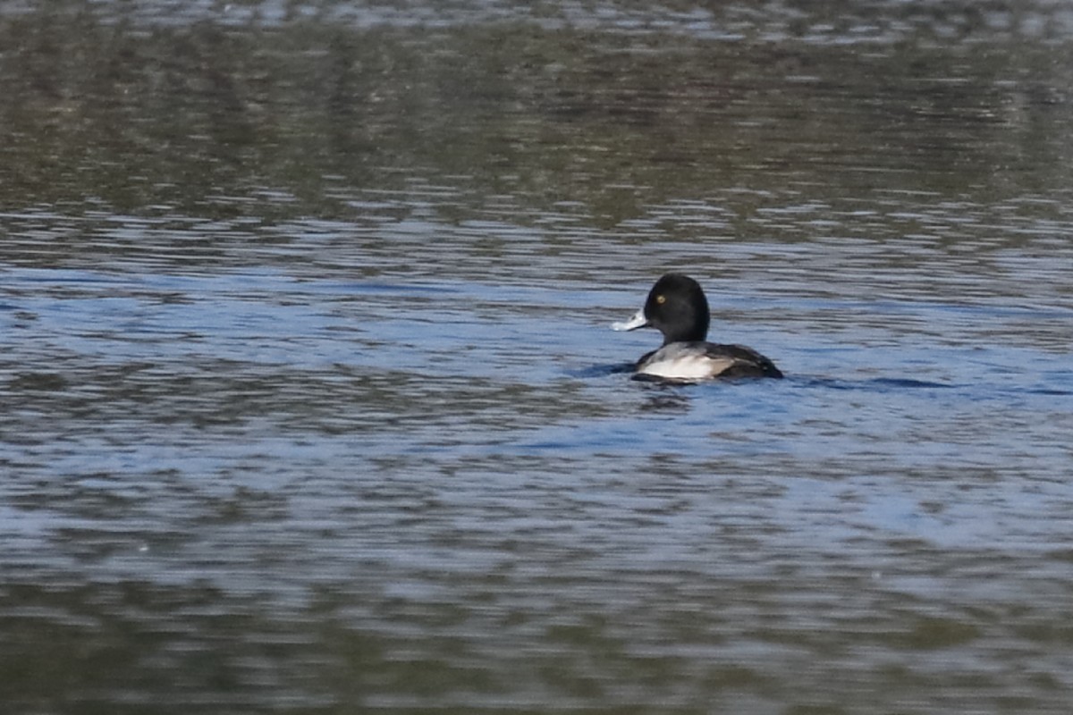 Lesser Scaup - ML613038515