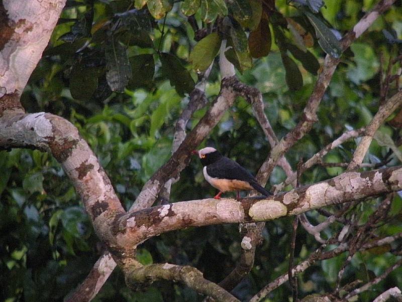 Bagadais à bec rouge (caniceps) - ML613038519