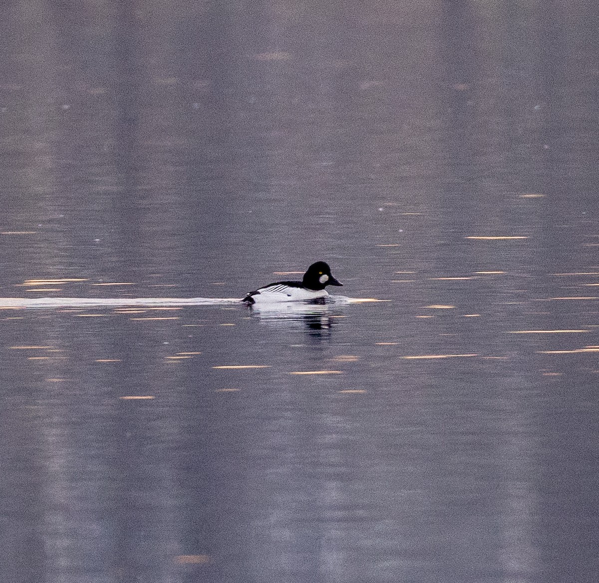 Common Goldeneye - Robin Ohrt