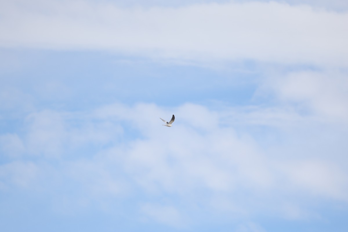 White-tailed Kite - ML613038623