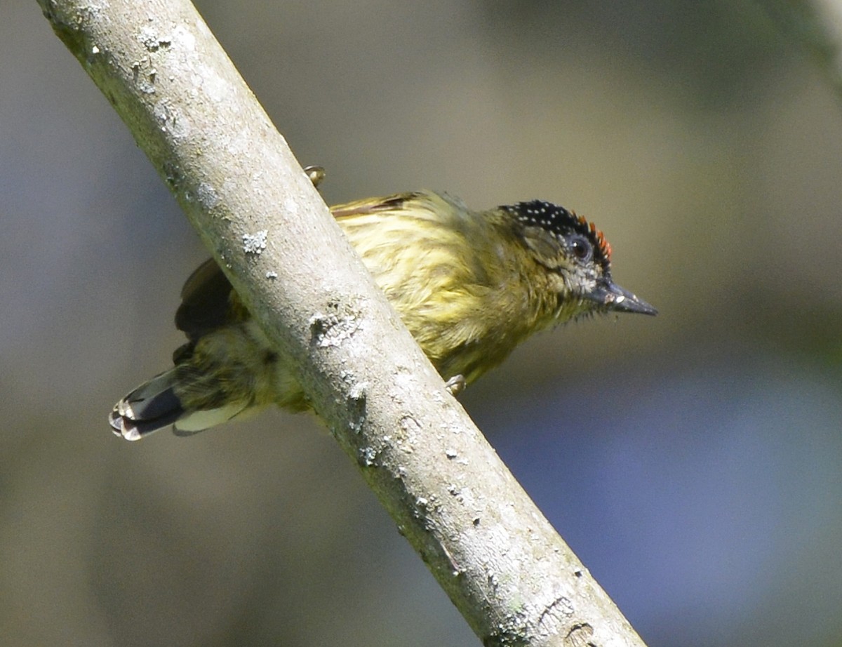 Olivaceous Piculet - Bill Elrick