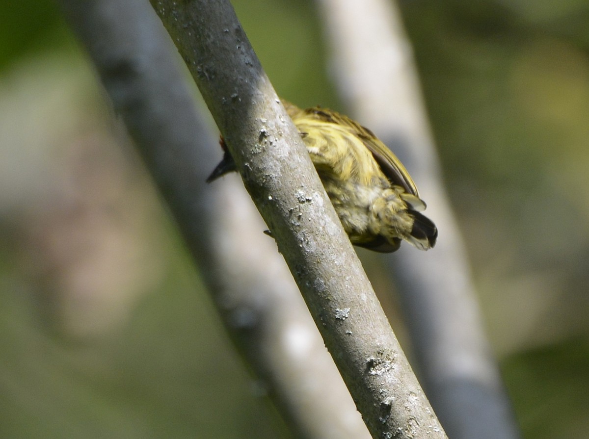 Olivaceous Piculet - ML613038631