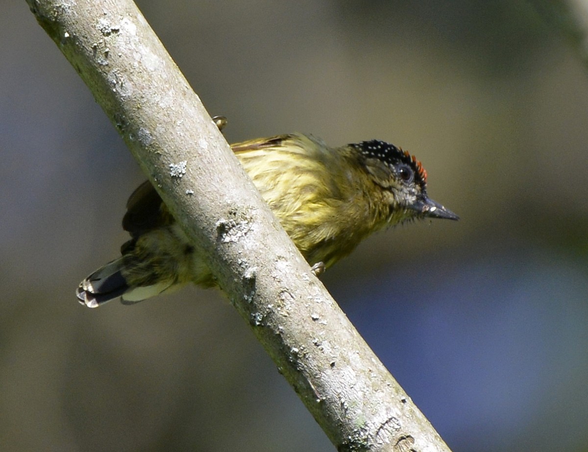 Olivaceous Piculet - ML613038634