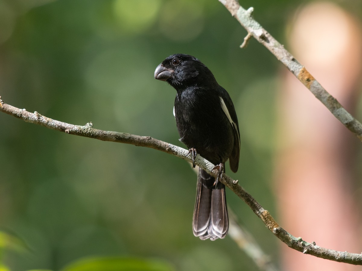 Grand Cayman Bullfinch - ML613038648