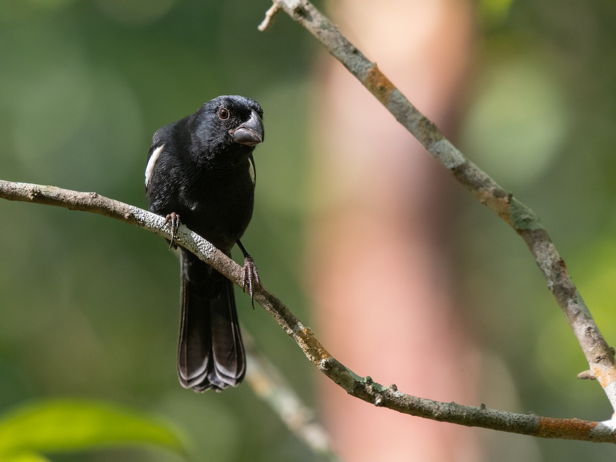 Grand Cayman Bullfinch - ML613038650