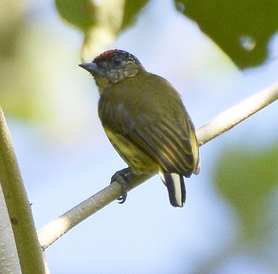 Olivaceous Piculet - ML613038670
