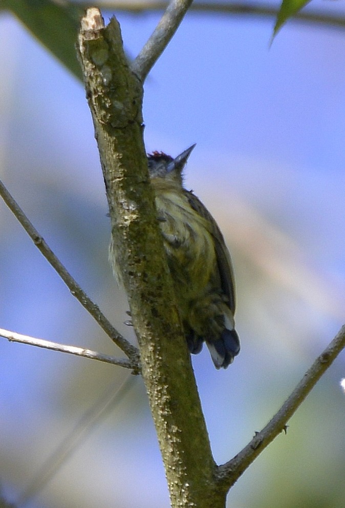 Olivaceous Piculet - ML613038673