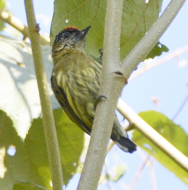 Olivaceous Piculet - ML613038674