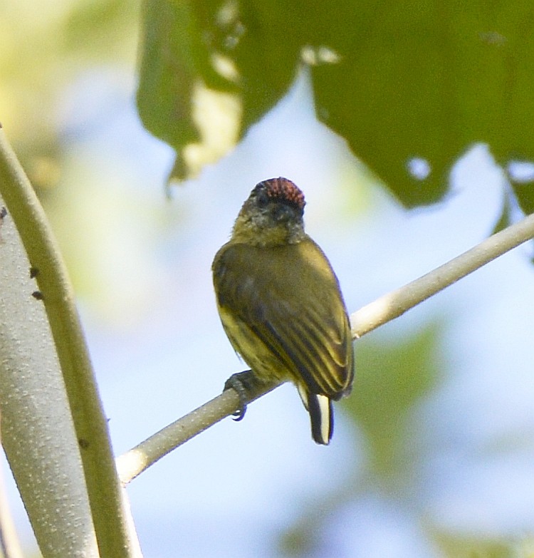 Olivaceous Piculet - ML613038675