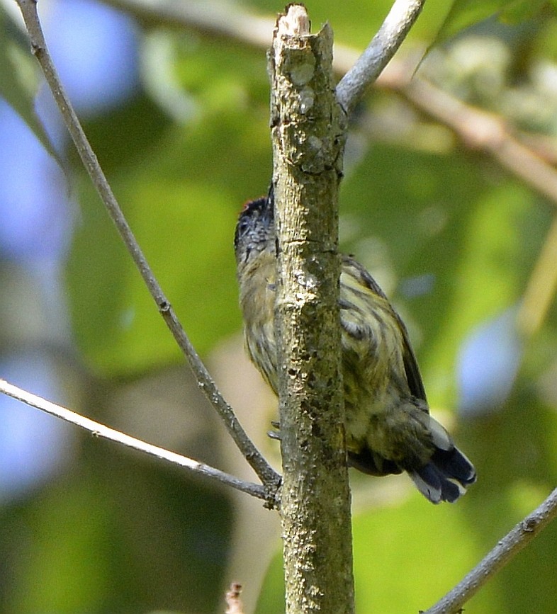 Olivaceous Piculet - ML613038676