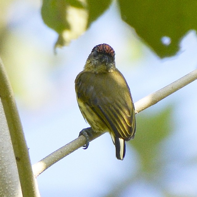 Olivaceous Piculet - ML613038677