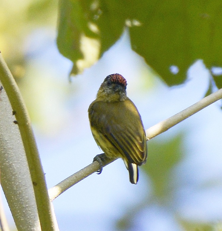 Olivaceous Piculet - ML613038678