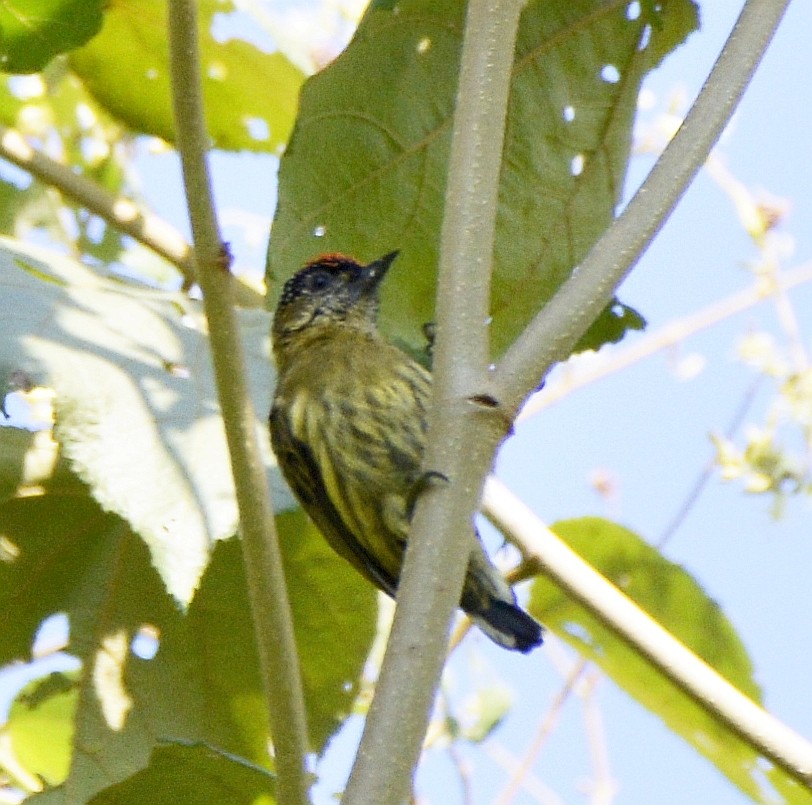 Olivaceous Piculet - ML613038680