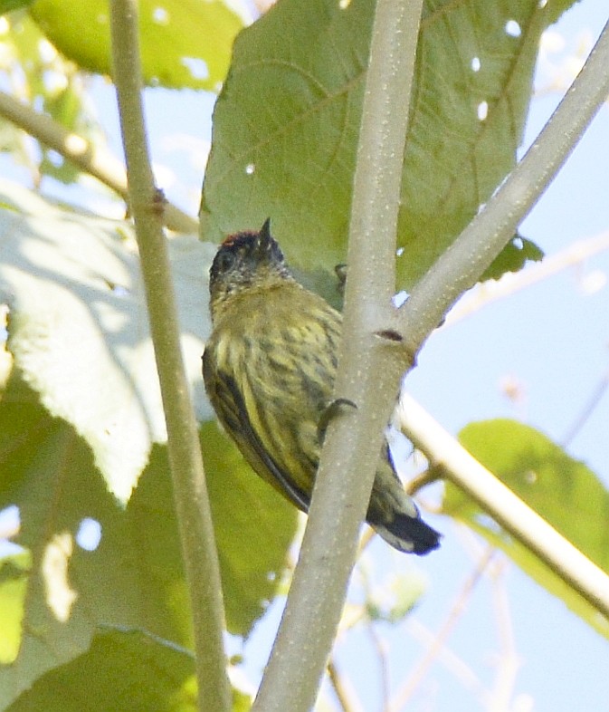 Olivaceous Piculet - ML613038681