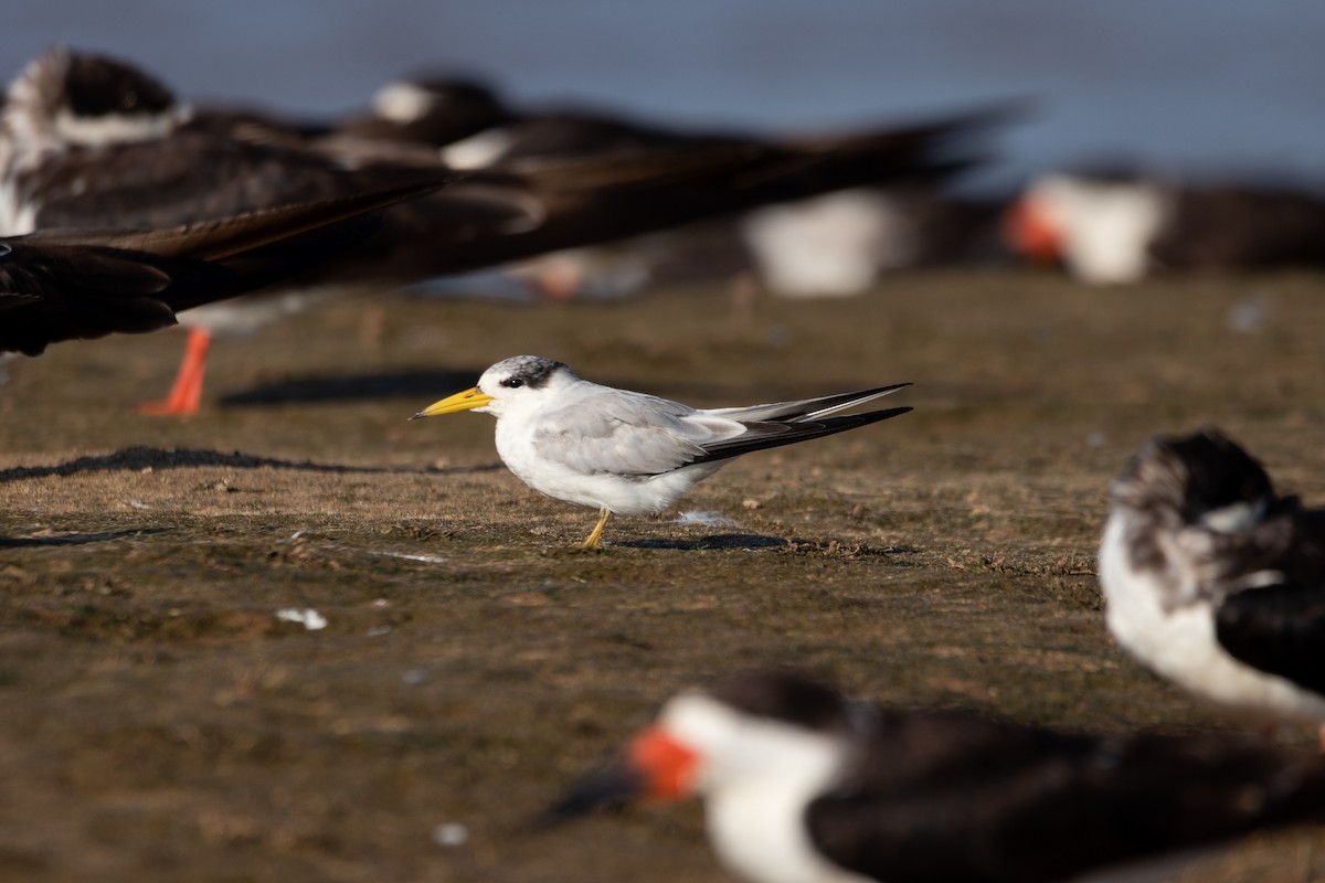 Yellow-billed Tern - ML613038719