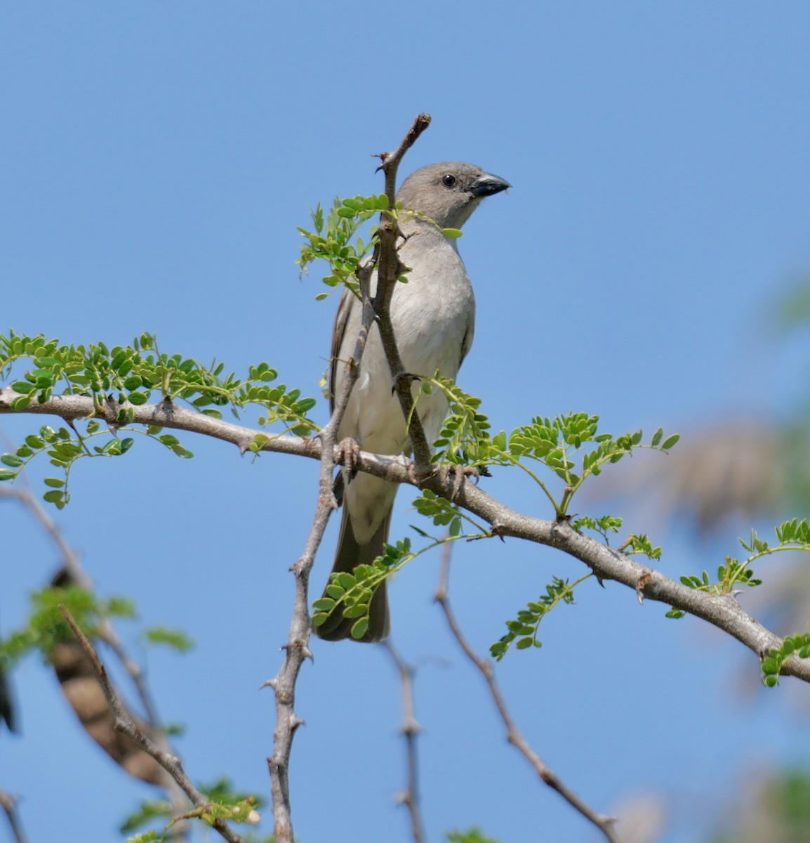 Southern Gray-headed Sparrow - ML613038905