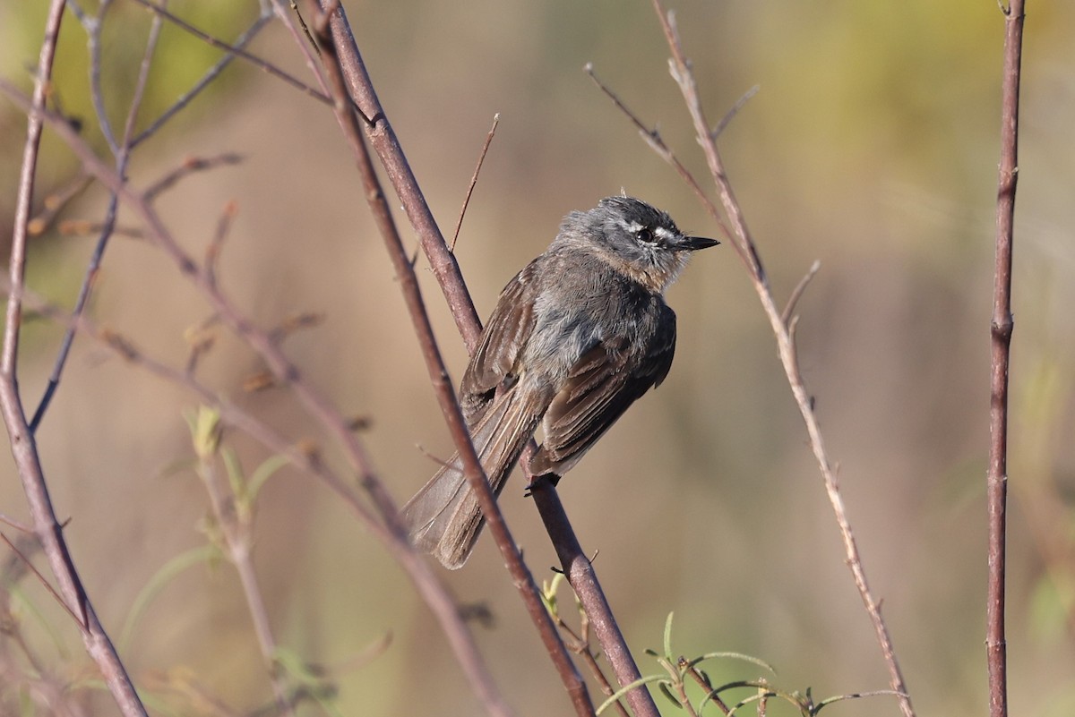 Gray-backed Tachuri - Charles Davies