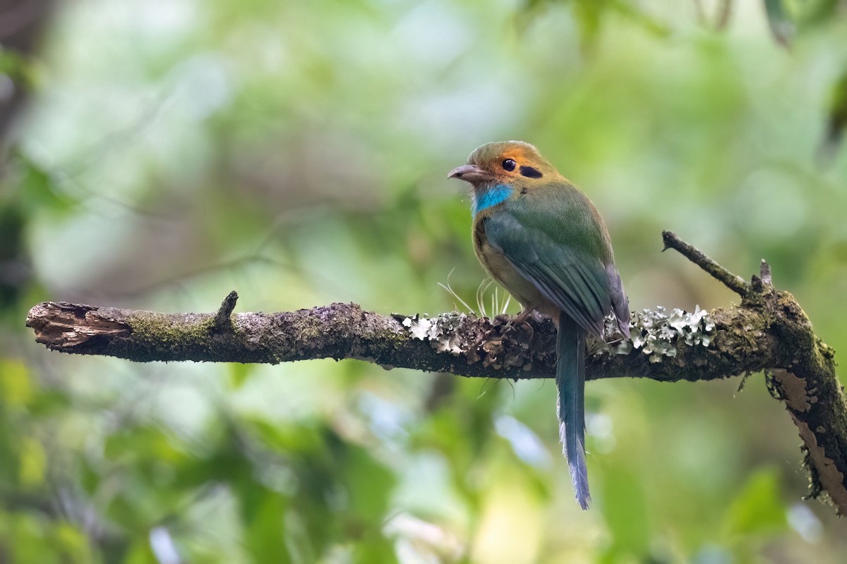 blåstrupemotmot - ML613038941