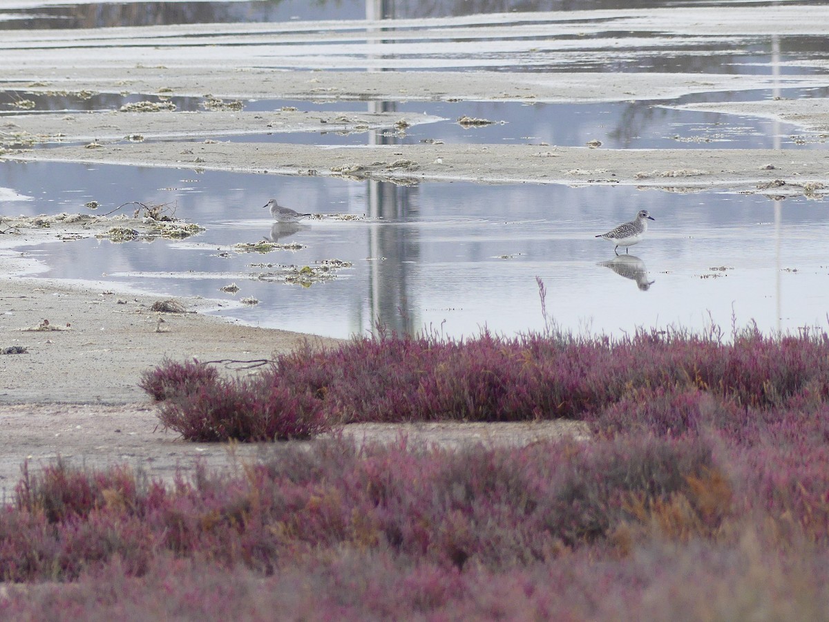 Red Knot - Lorenzo Cocco