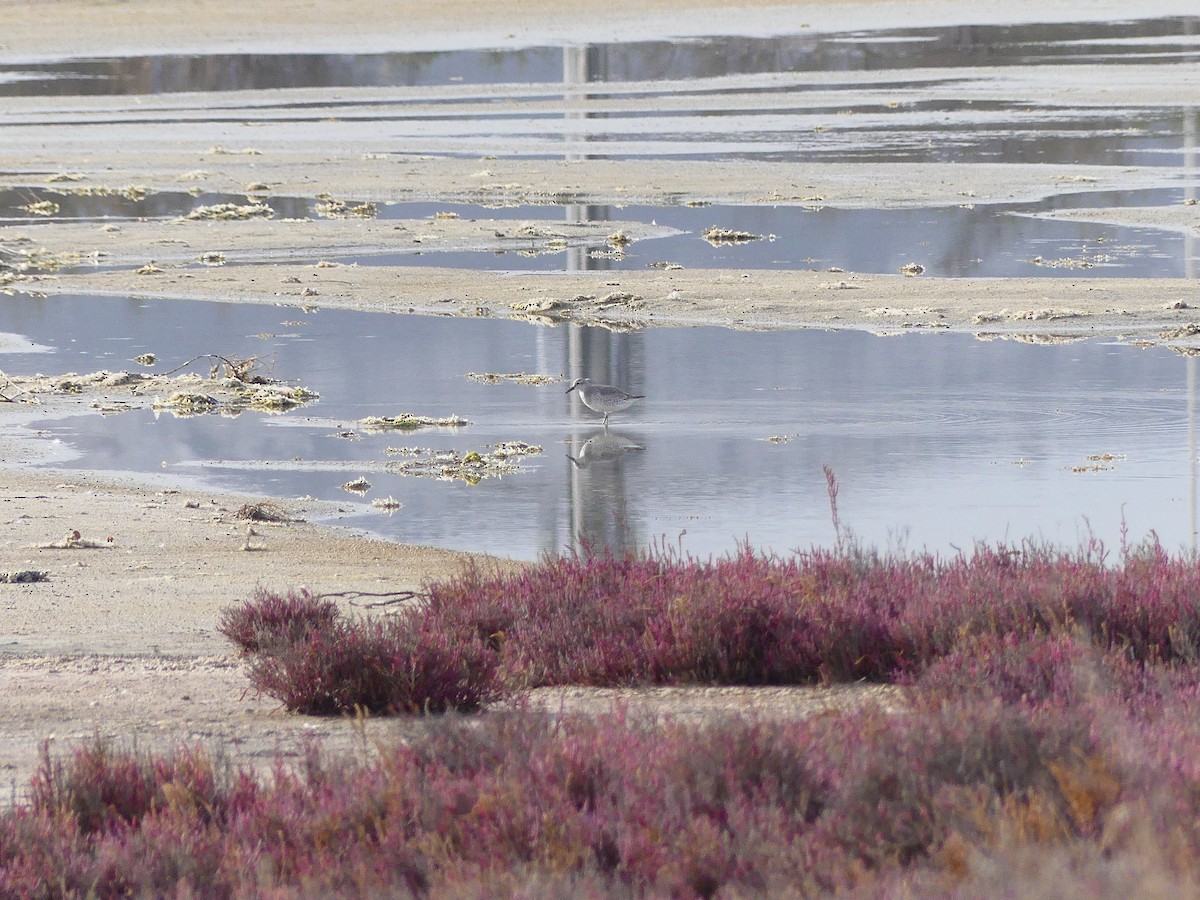 Red Knot - ML613038955