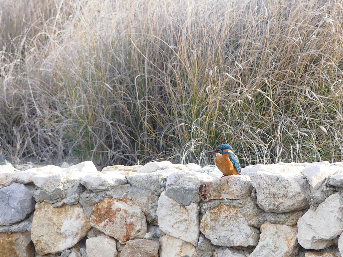 Common Kingfisher - ML613038962