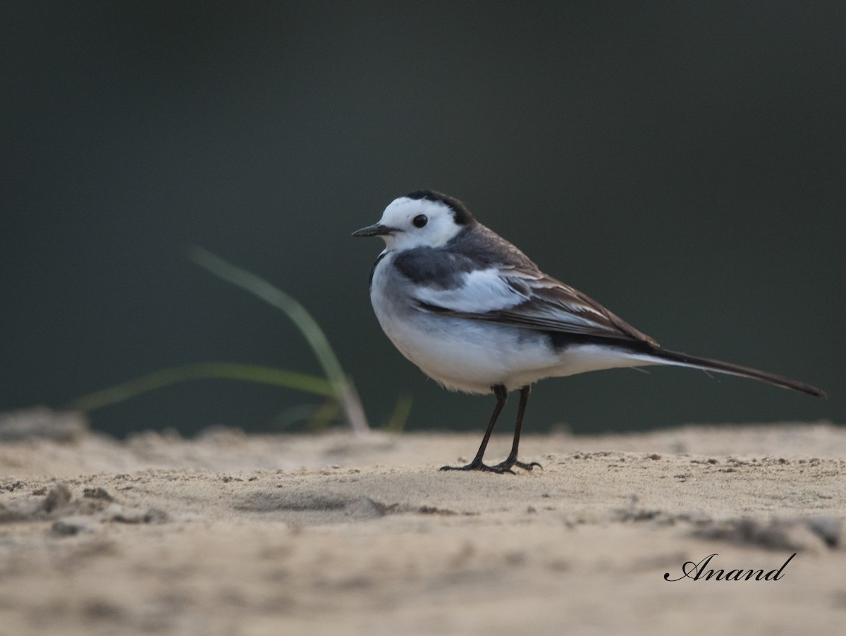 White Wagtail - ML613038963