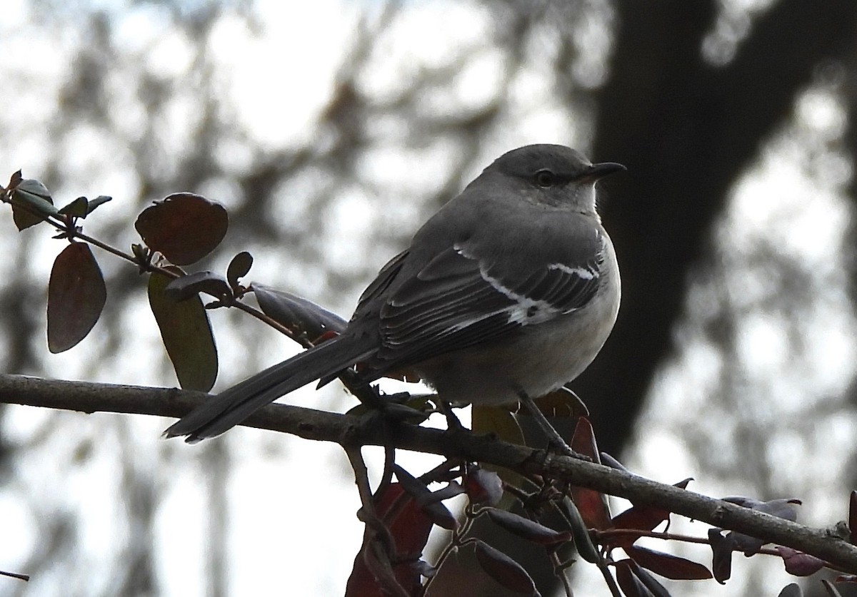 Northern Mockingbird - ML613038977