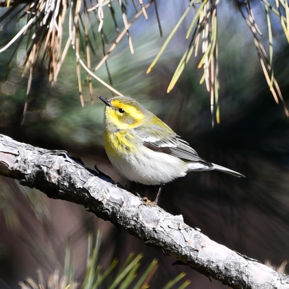 Townsend's Warbler - ML613038983