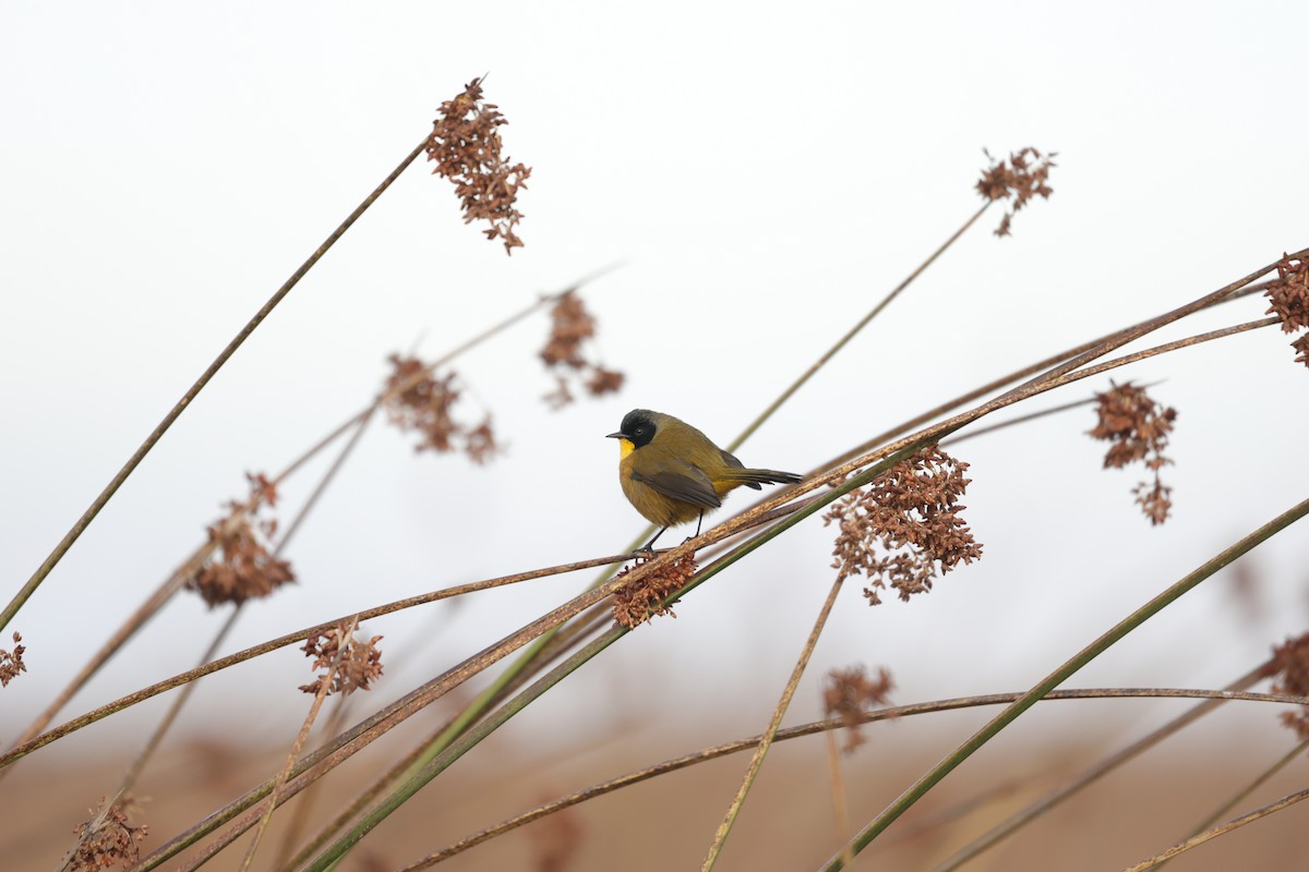 Black-polled Yellowthroat - ML613039008