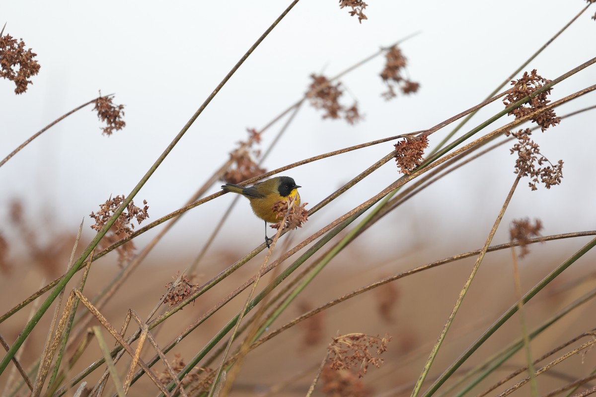 Black-polled Yellowthroat - ML613039013