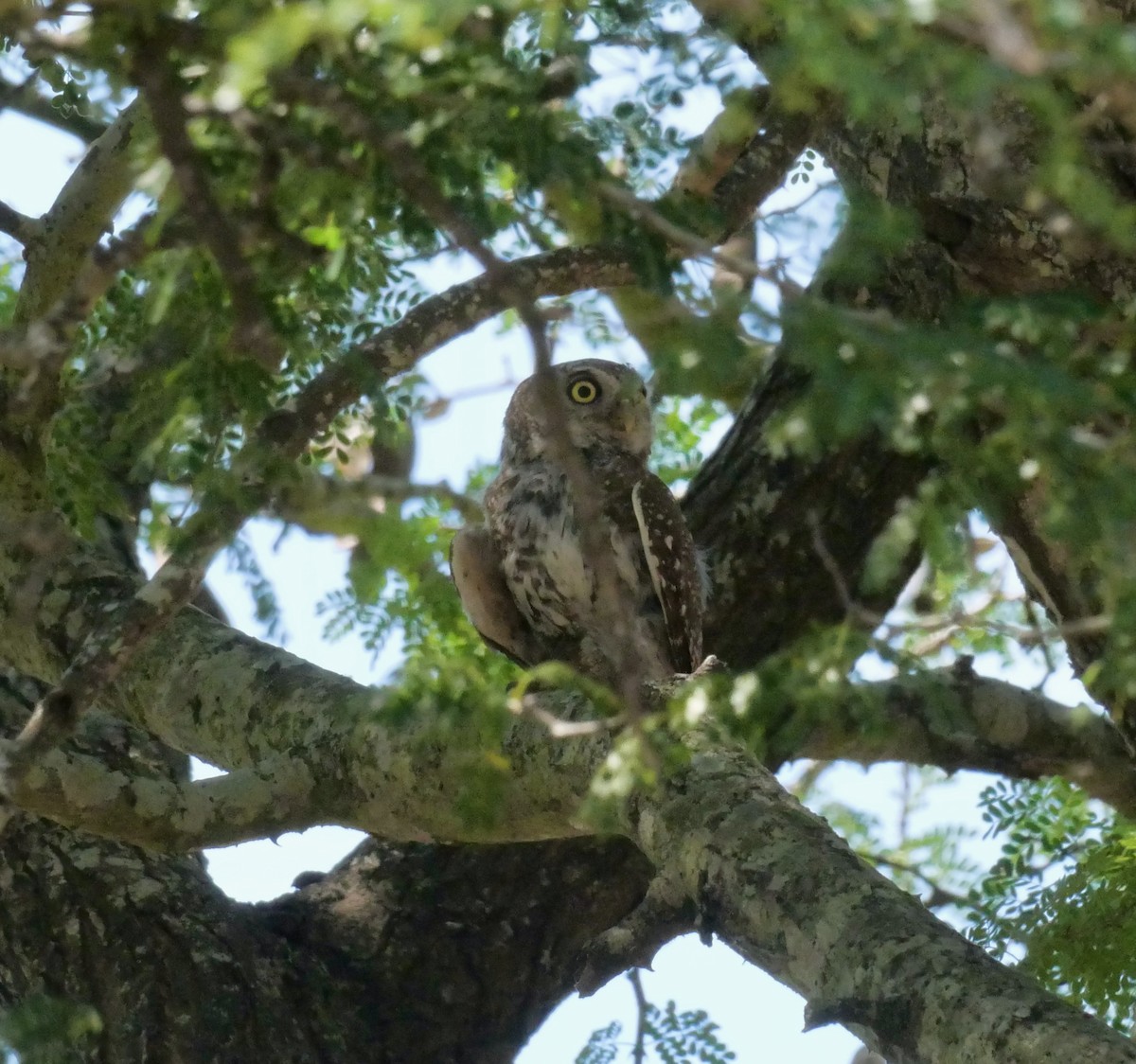 Pearl-spotted Owlet - ML613039019