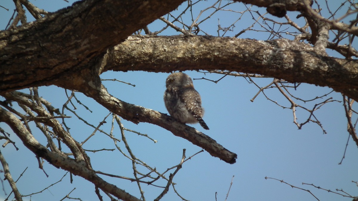 Pearl-spotted Owlet - ML613039021