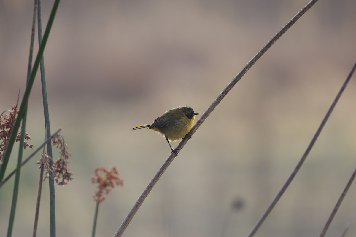 Black-polled Yellowthroat - ML613039030