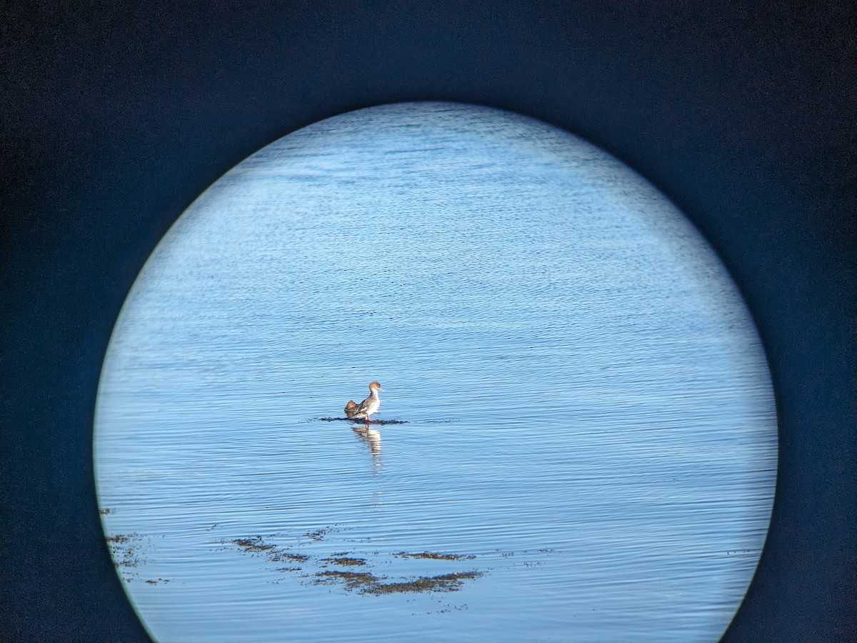 Red-breasted Merganser - ML613039053