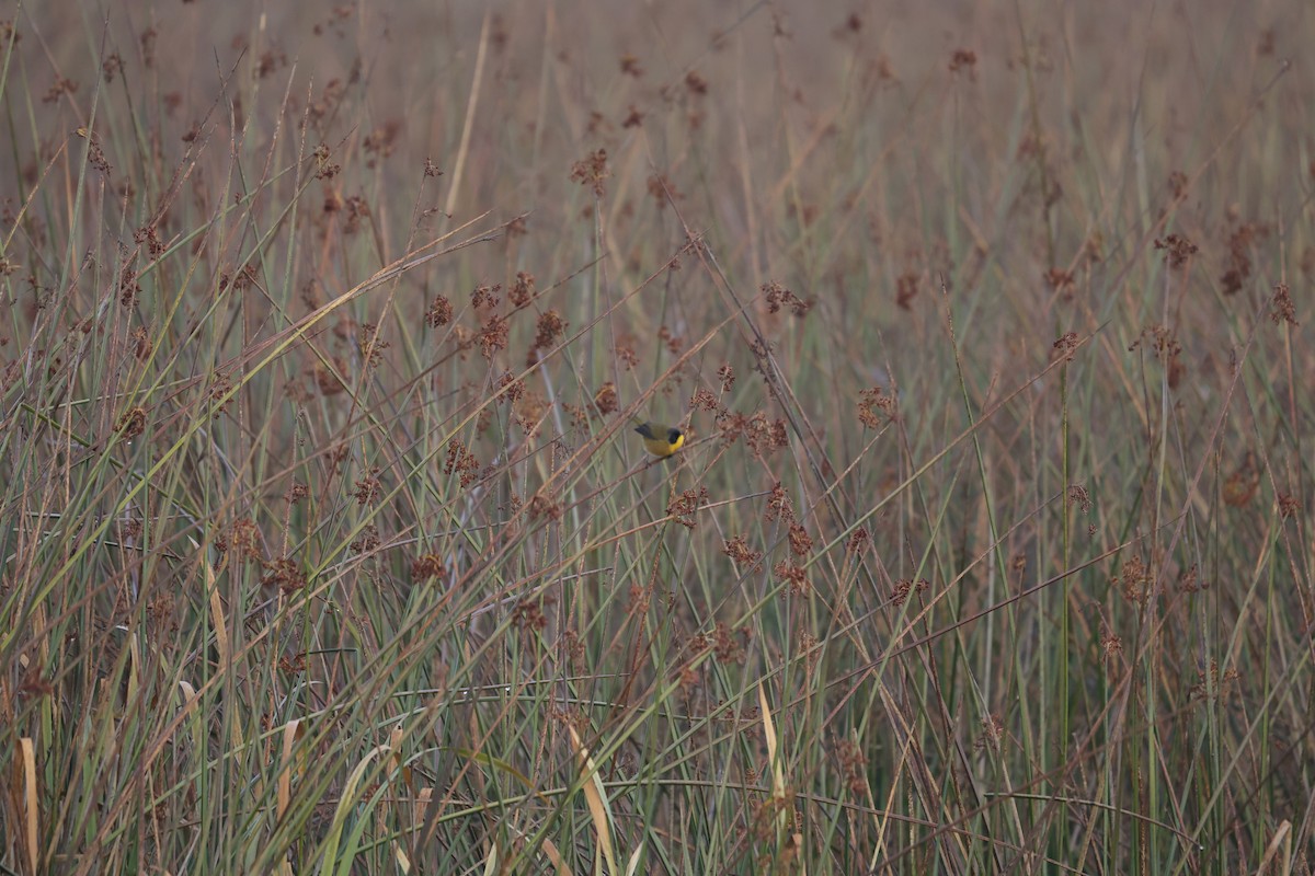 Black-polled Yellowthroat - ML613039065