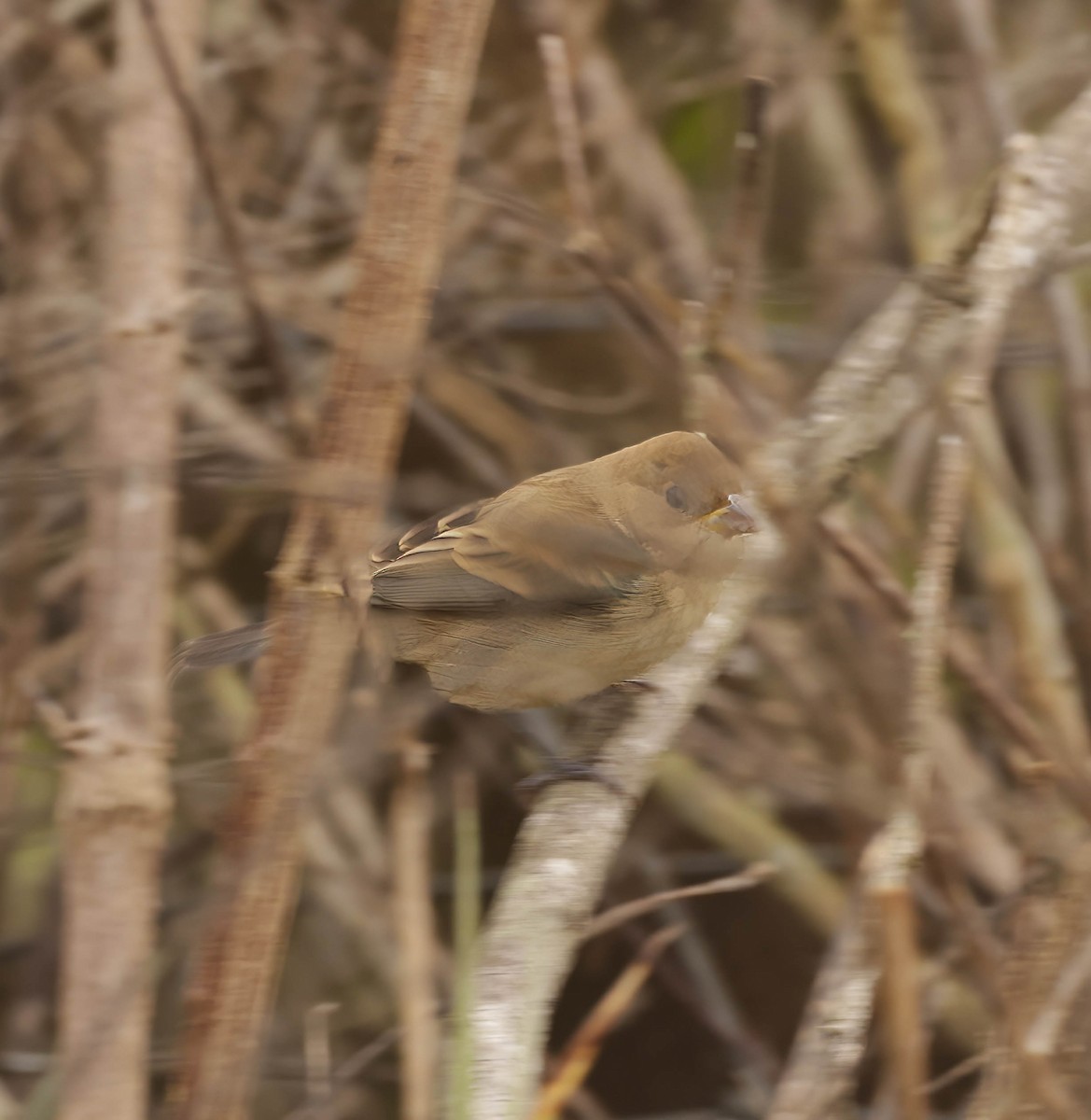 Indigo Bunting - ML613039107