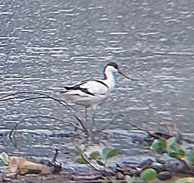 Pied Avocet - ML613039158