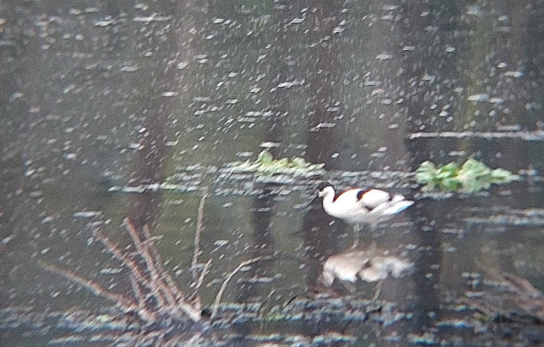 Pied Avocet - Jayadev  Menon