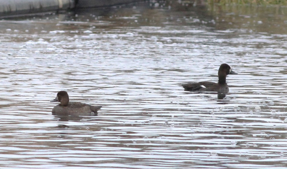 Lesser Scaup - ML613039165