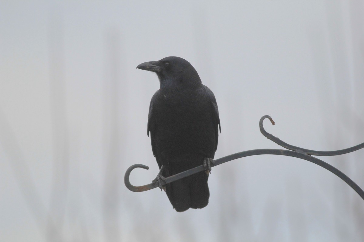 American Crow - ML613039196