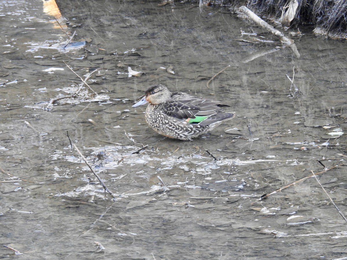 Green-winged Teal - ML613039248