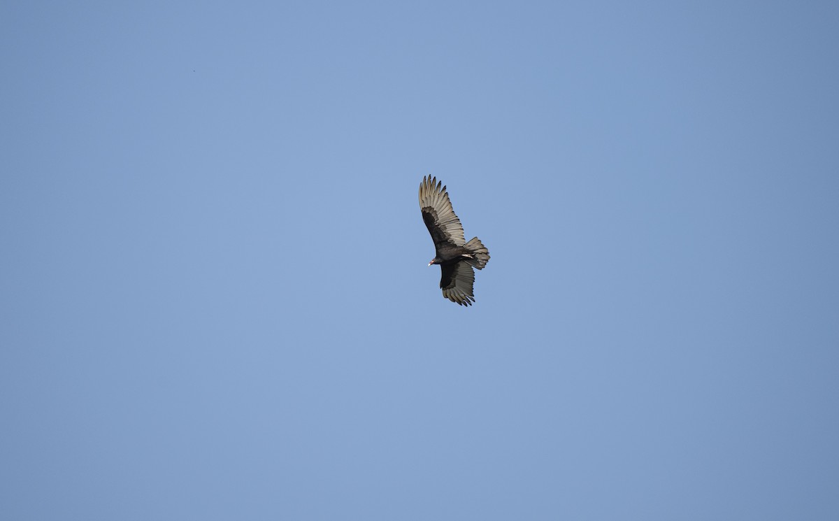 Turkey Vulture - ML613039287