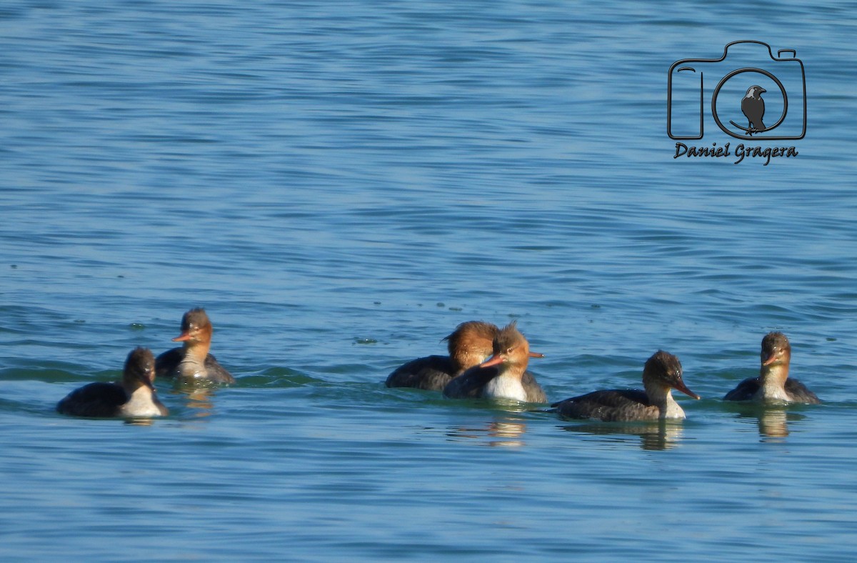 Red-breasted Merganser - ML613039366