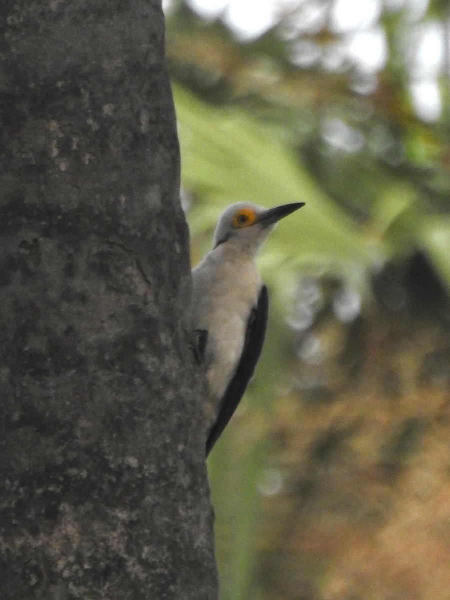 White Woodpecker - ML613039388