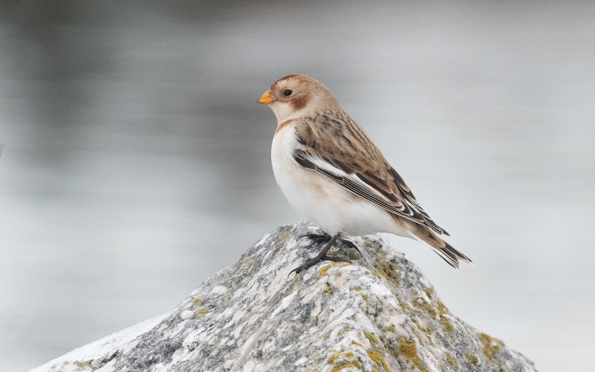 Snow Bunting - Emmanuel Naudot