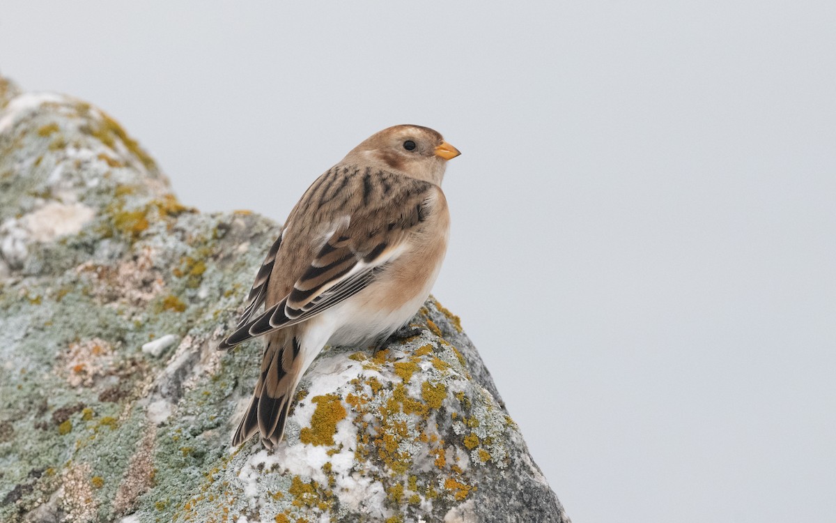 Snow Bunting - Emmanuel Naudot