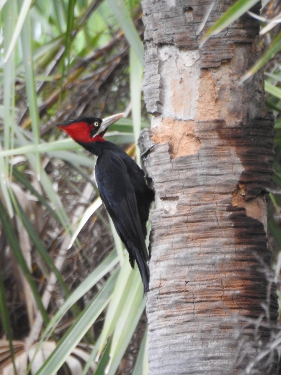 Cream-backed Woodpecker - ML613039424