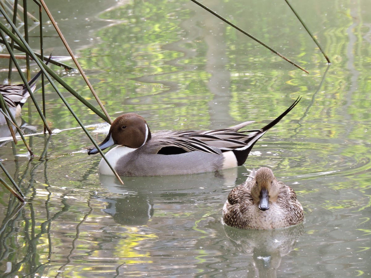 Northern Pintail - ML613039474